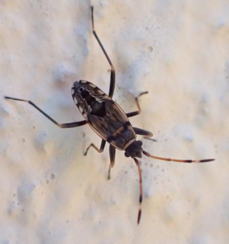 Beosus maritimus
